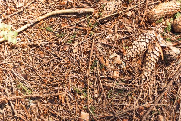 Pine Needles Removal in Danbury