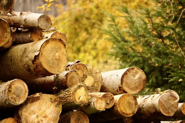 Cost of Wood Pile Removal in Danbury