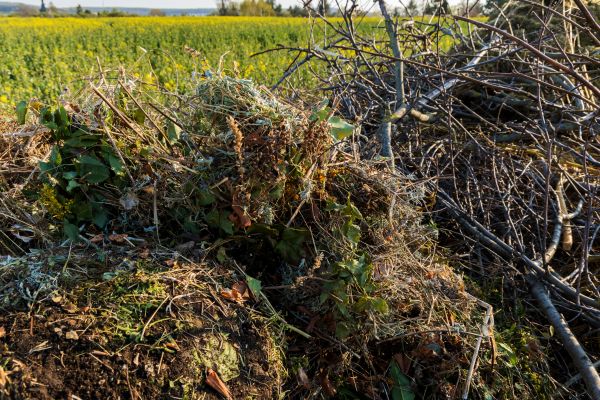 Cost of Brush Disposal in Danbury