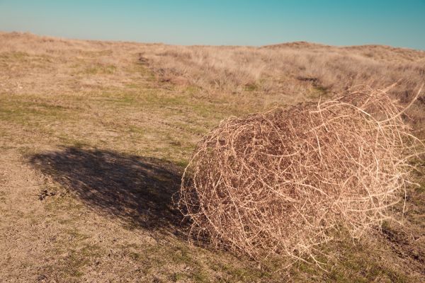 Tumbleweed Removal in Danbury