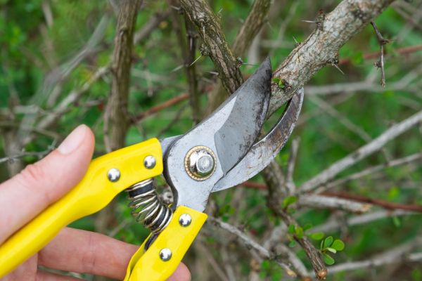 Cost of Limbs Removal in Danbury