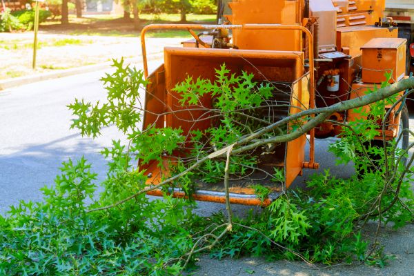 Cost of Tree Branches Removal in Danbury