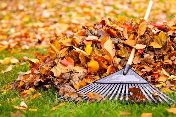 Yard Leaf Removal in Danbury