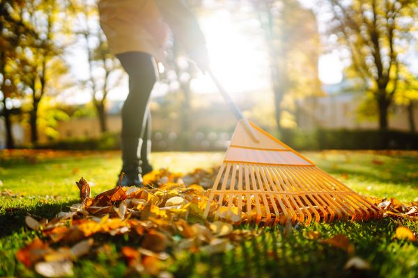Leaves Raking in Danbury