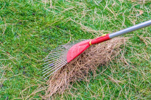 Pine Straw Raking in Danbury