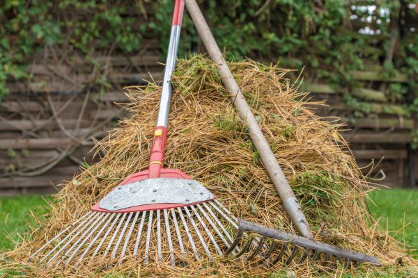 Pine Straw Clearing in Danbury