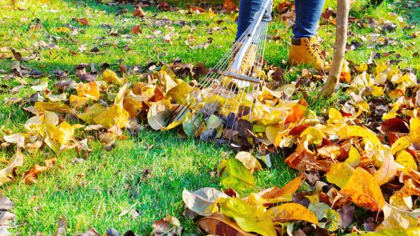 Lawn Cleanup Service in Danbury